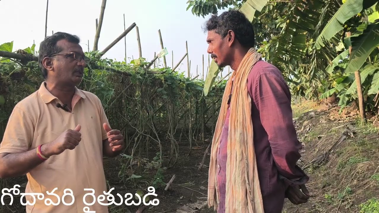 అనబ సాగు #గోదావరి రైతు బడి#