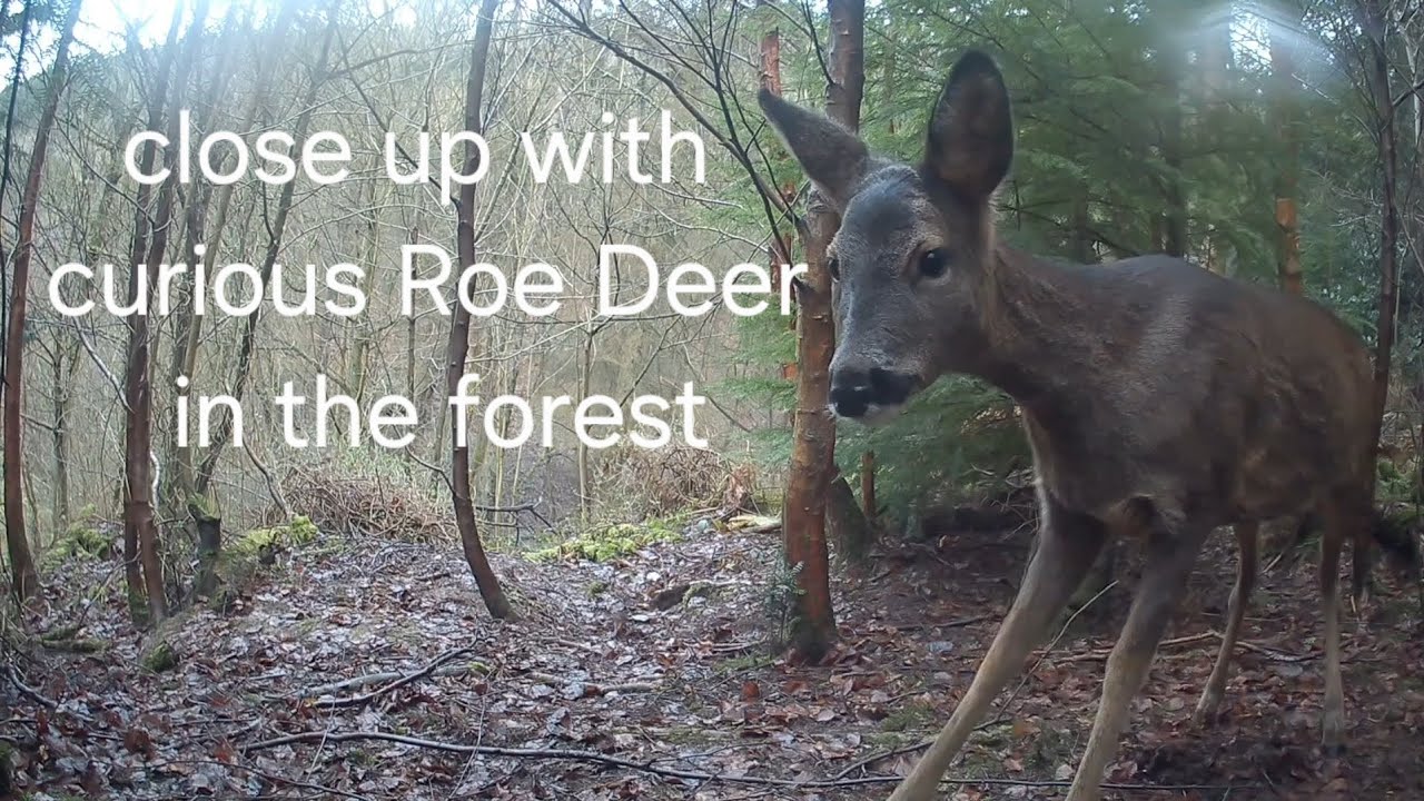 Forest trailcam encounter with Roedeer