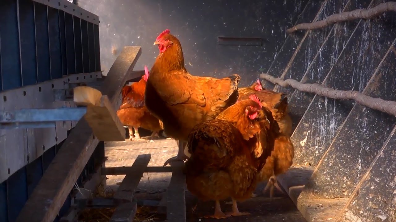 How to Divide Chicken Runs | At Home With P. Allen Smith