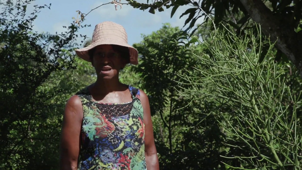 Iles de Guadeloupe : le Jardin de Raymonde (Gane)