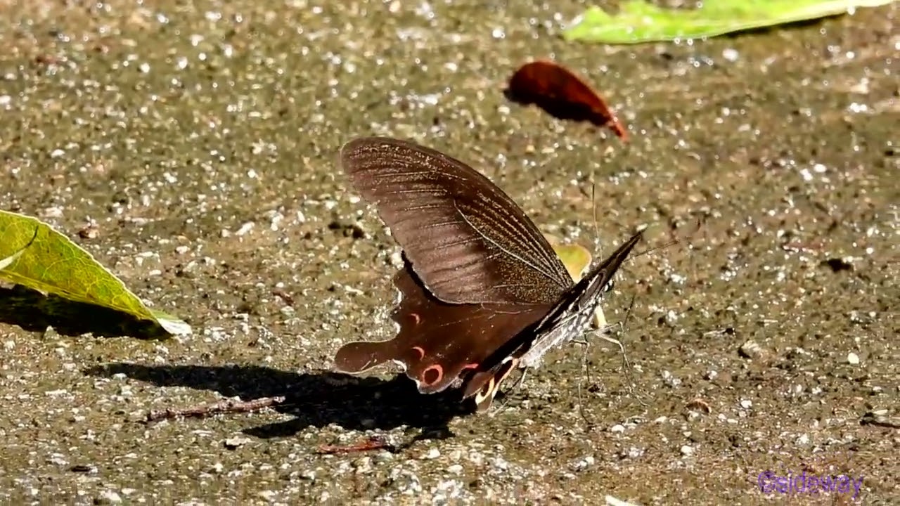 butterfly.240702401p08tt-papilio helenus 玉斑鳳蝶-A001C03