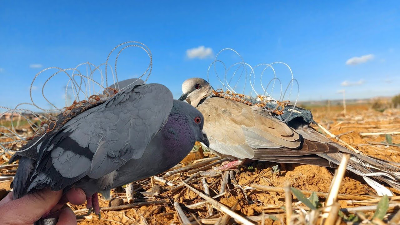 how to make the noose trap ( bal-chatri ) for hunting peregrine falcon and hawks