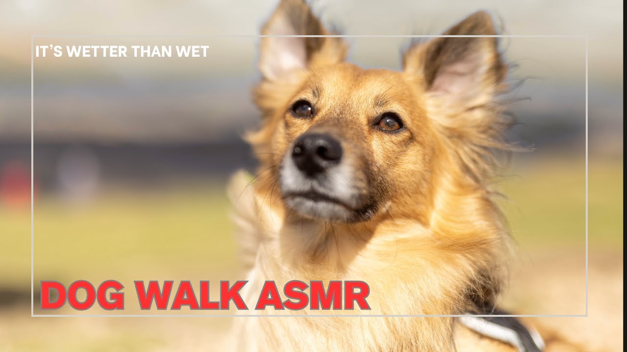 Squelchy Wet Dog Walk ASMR • Minimal Footsteps & Forest Path