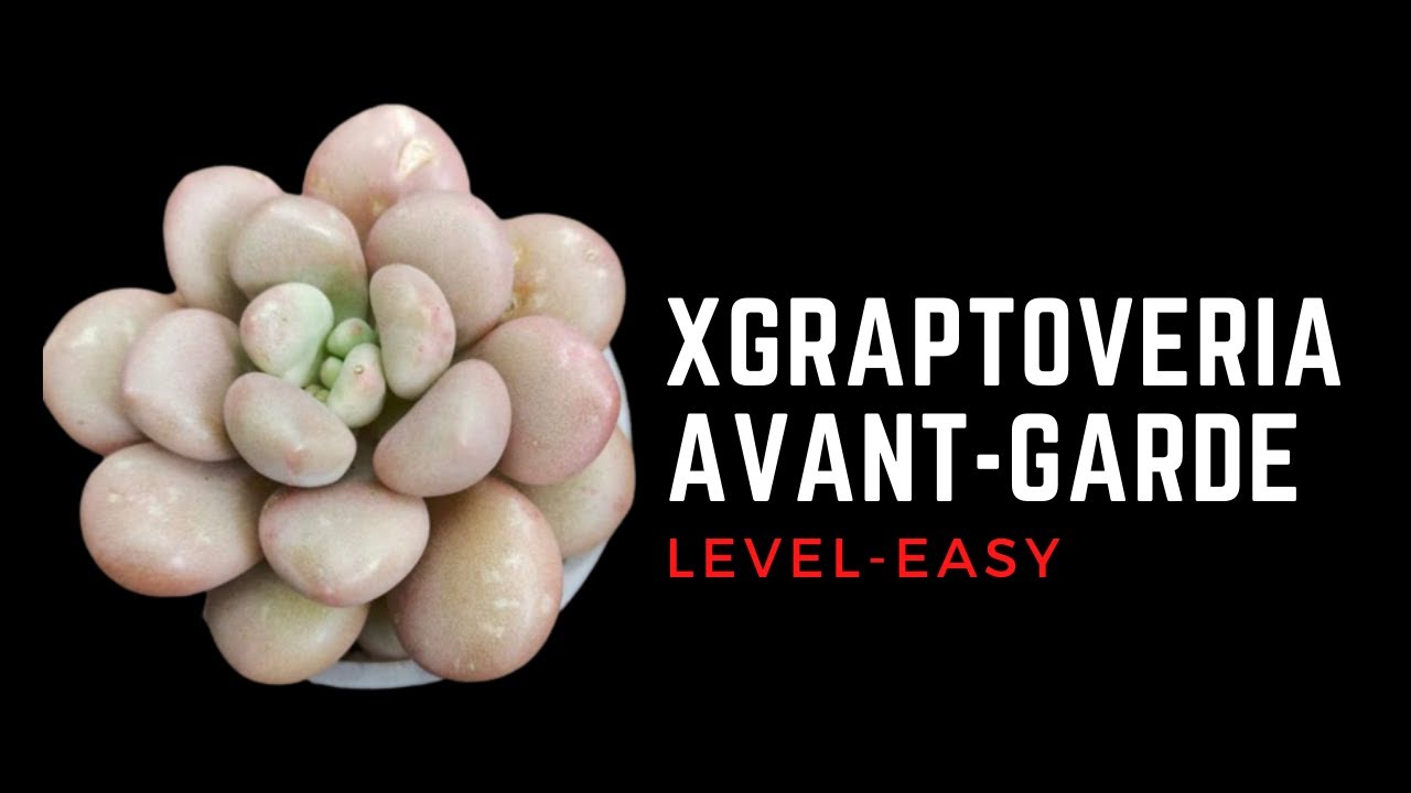 ' || xGRAPTOVERIA AVANT - GARDE || CARE TIPS ||