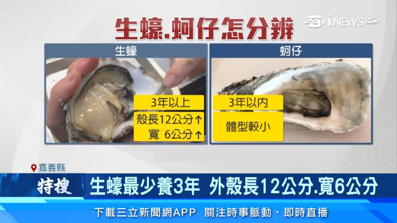 蚵仔、生蠔 差別在哪？怎麼分辨？海鮮達人告訴你「背後驚人關鍵」｜祝你健康