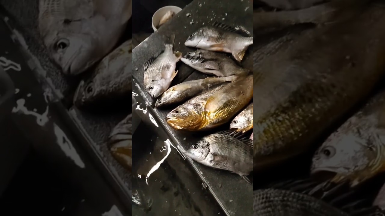Yellow Croaker Bonanza | Big Catch of the Day ⚡| 