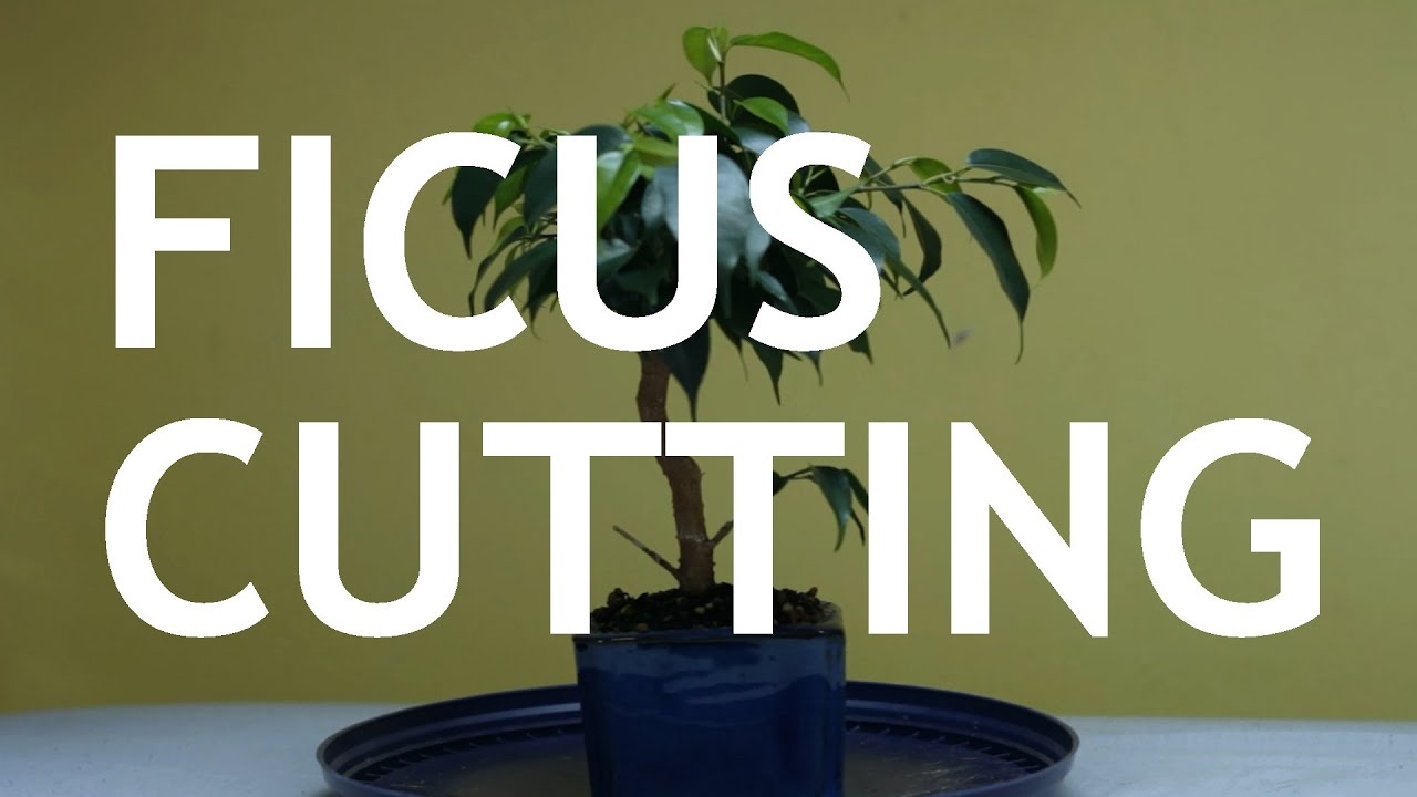 Ficus Cutting Bonsai, 1