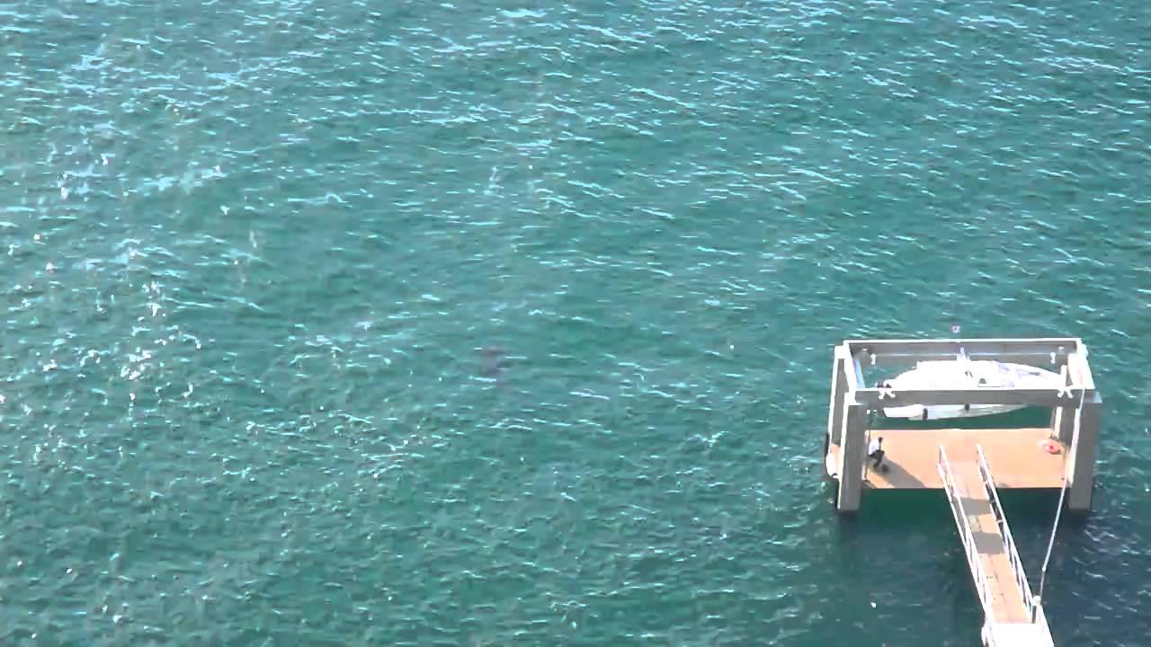 Tubarão na Baía de Todos os Santos