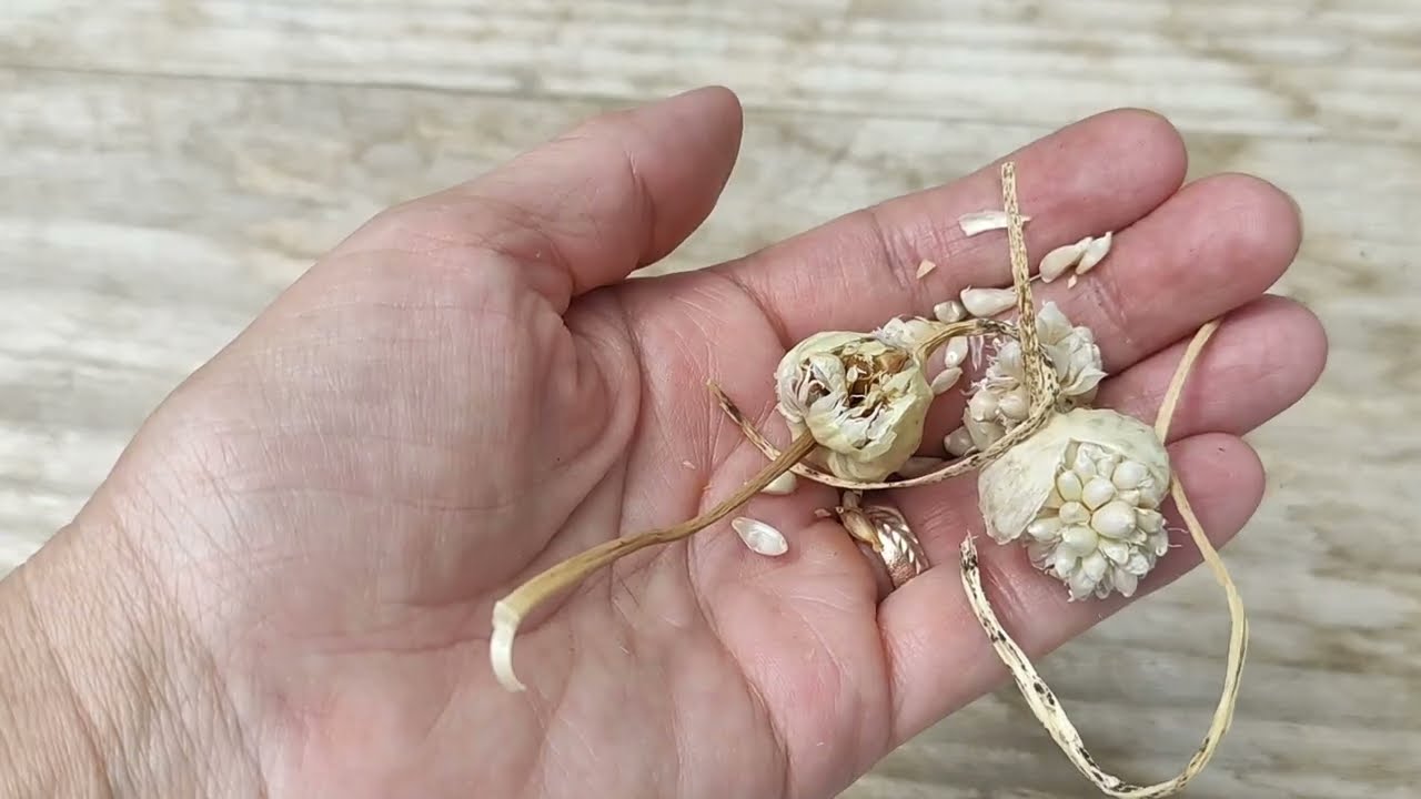 Juni/🧄Knoblauch ernten/🧄Knoblauch Anbau aus Samen zu knole ohne Mühe/Knoblauch ernten Anfang Sommer