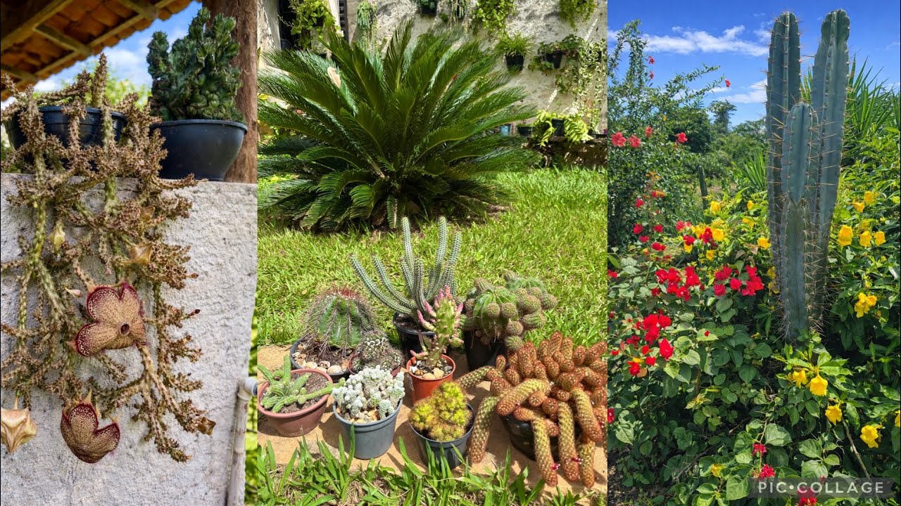  Apaixonada por Essa Coleção de Cactos 🌞🌵