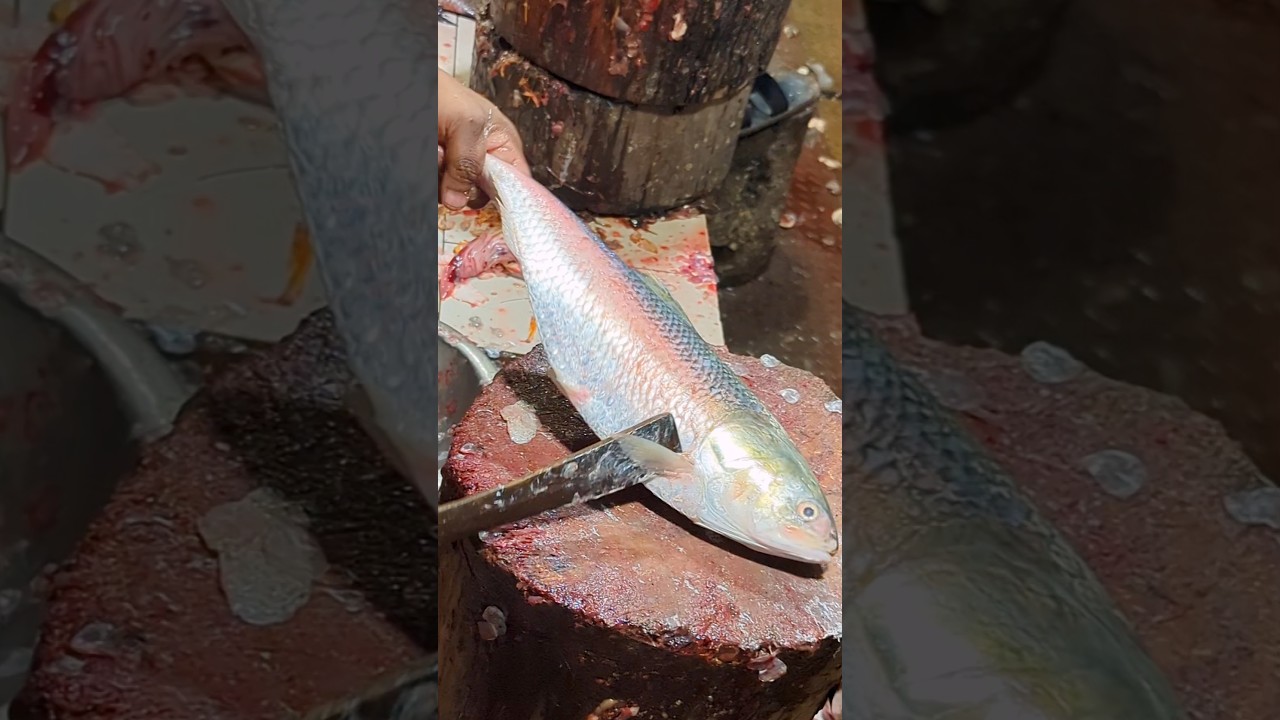 World Most Popular Big Hilsa Fish Cutting Skills Live In Fish Market😱 | part-5&nbsp;#shorts