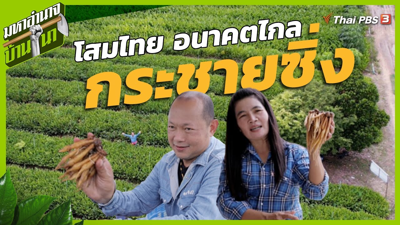 กระชายซิ่ง โสมไทย อนาคตไกล | มหาอำนาจบ้านนา