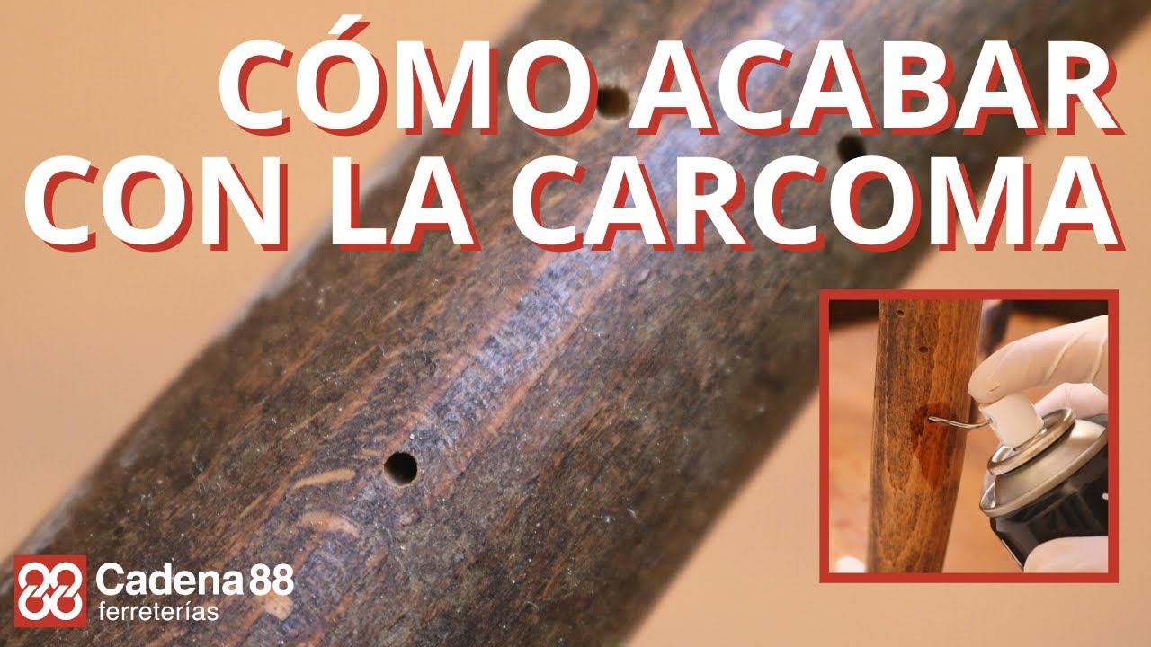 Cómo acabar con la carcoma | Cadena 88