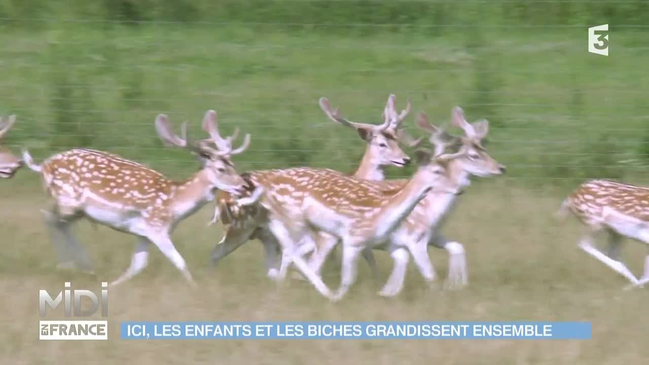 ANIMAUX : Ici, les enfants et les biches grandissent ensemble
