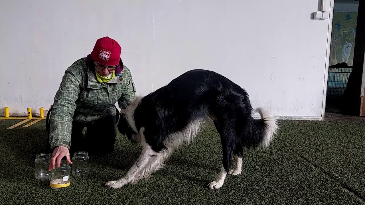 Nosework - ako začať. Imprinting pachovej vzorky.