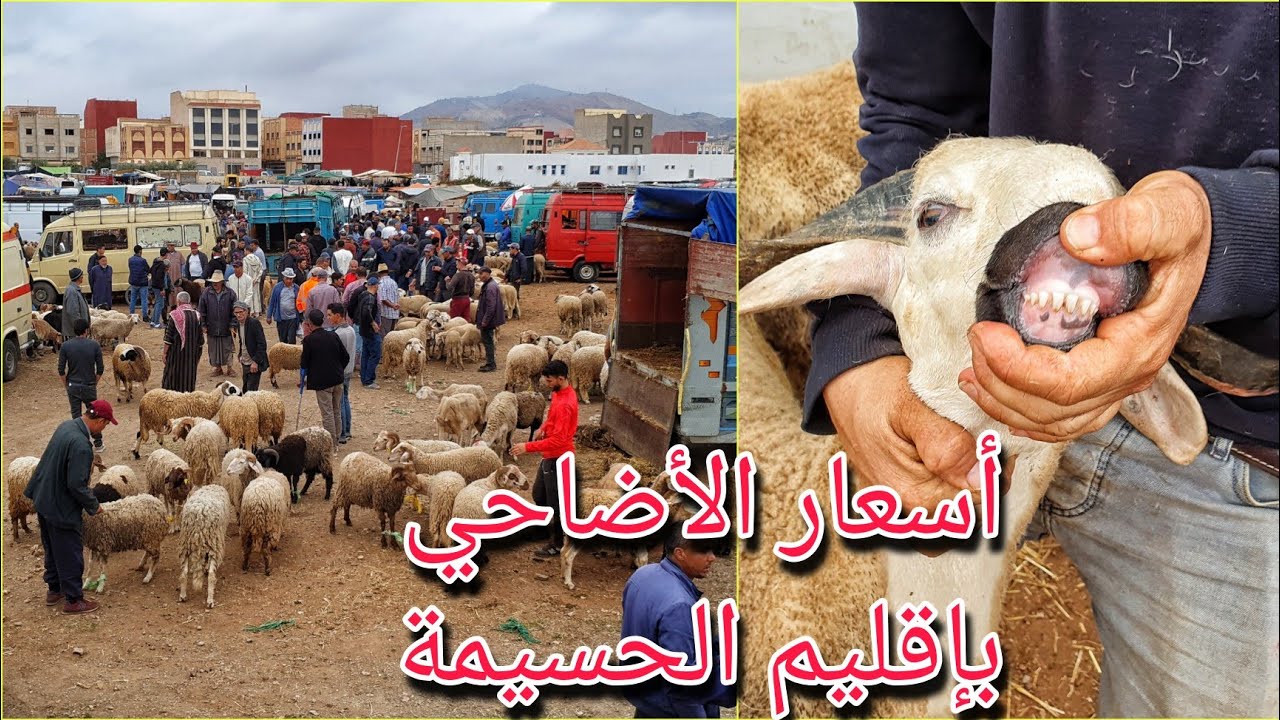 اليوم من السوق الأسبوعي لبلدة أيث بوعياش الحسيمة/ غلاء في أسعار الأضاحي