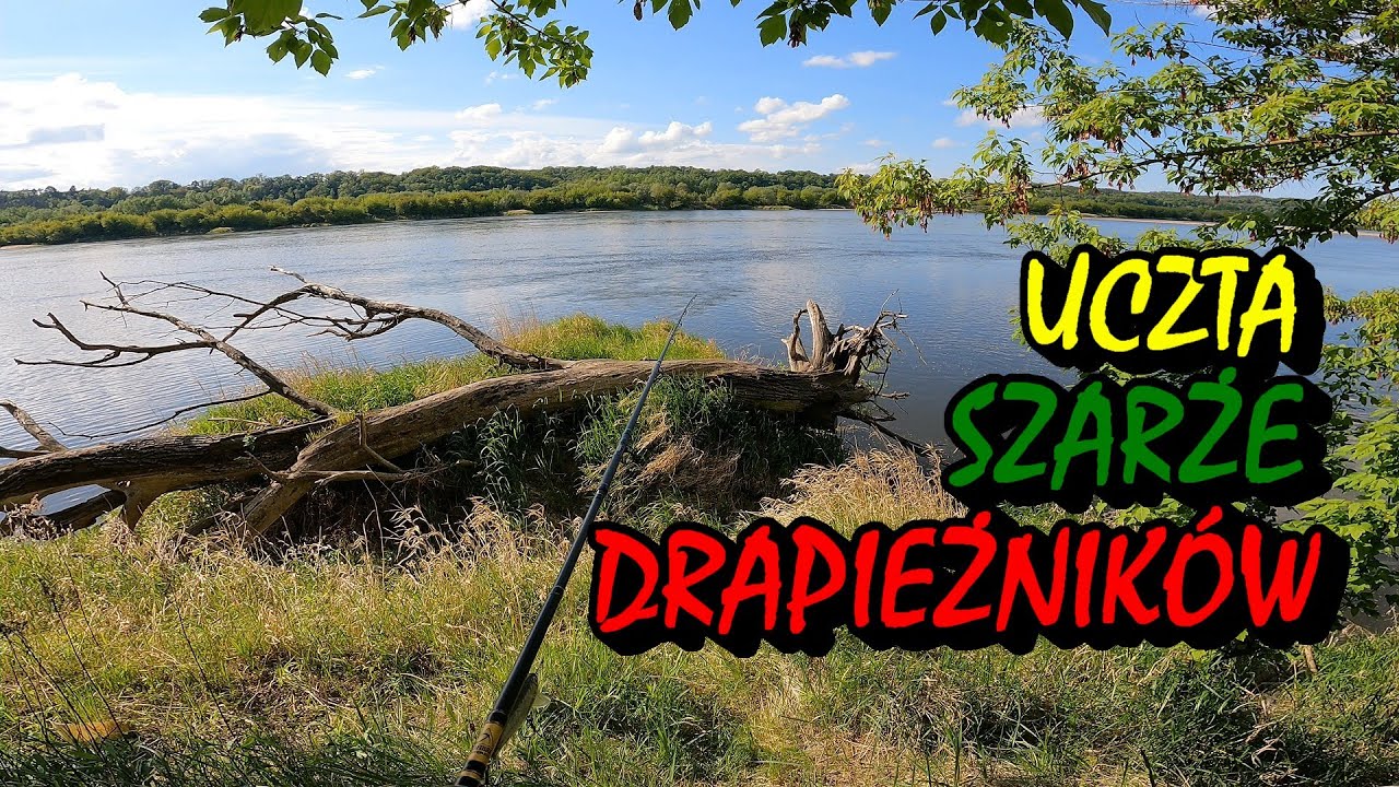 SZARŻE WIŚLANYCH DRAPIEŻNIKÓW /KROPKOWANE NIESPODZIANKI / W DOBRYM MIEJSCU I CZASIE