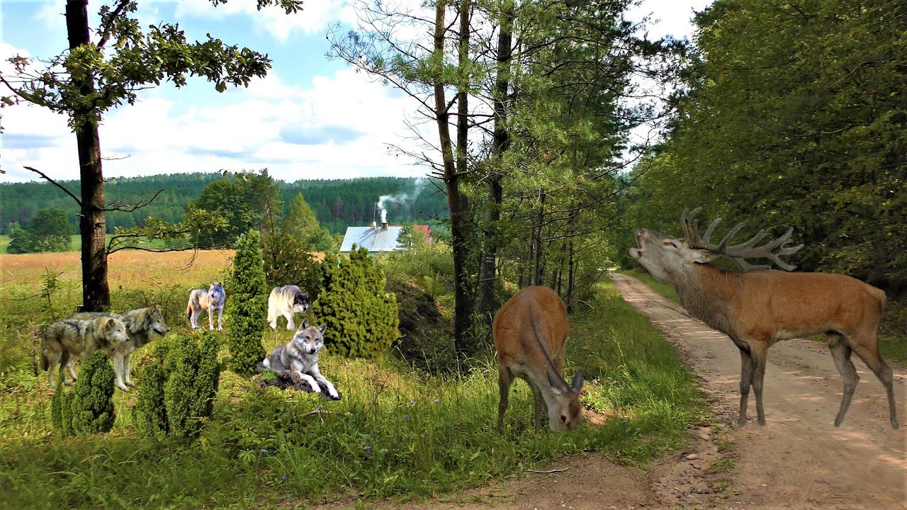 Rowerem Przez Podlasie 🚴‍♂️ Puszcza Knyszyńska.