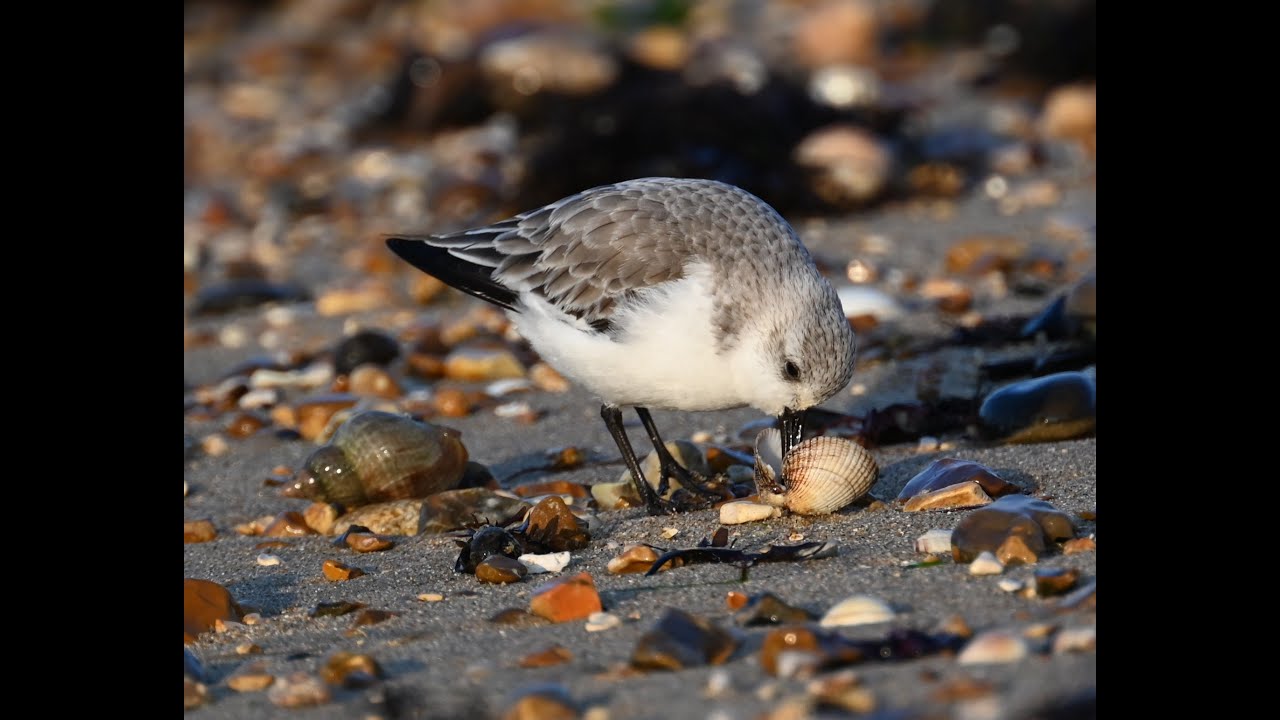 Sanderling on the shore