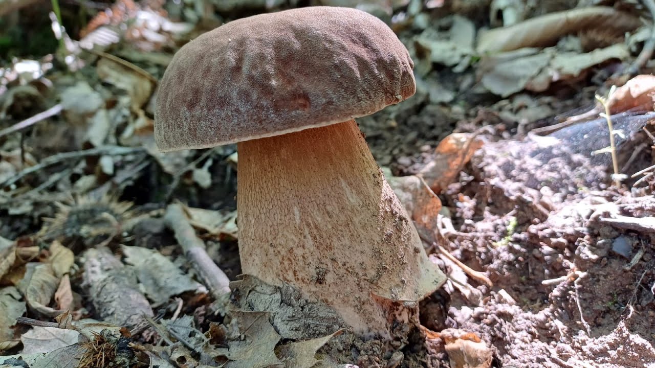 BOLETUS AESTIVALIS DI GIUGNO 2024 in 4K 🍄‍🟫🍄‍🟫🤙👍