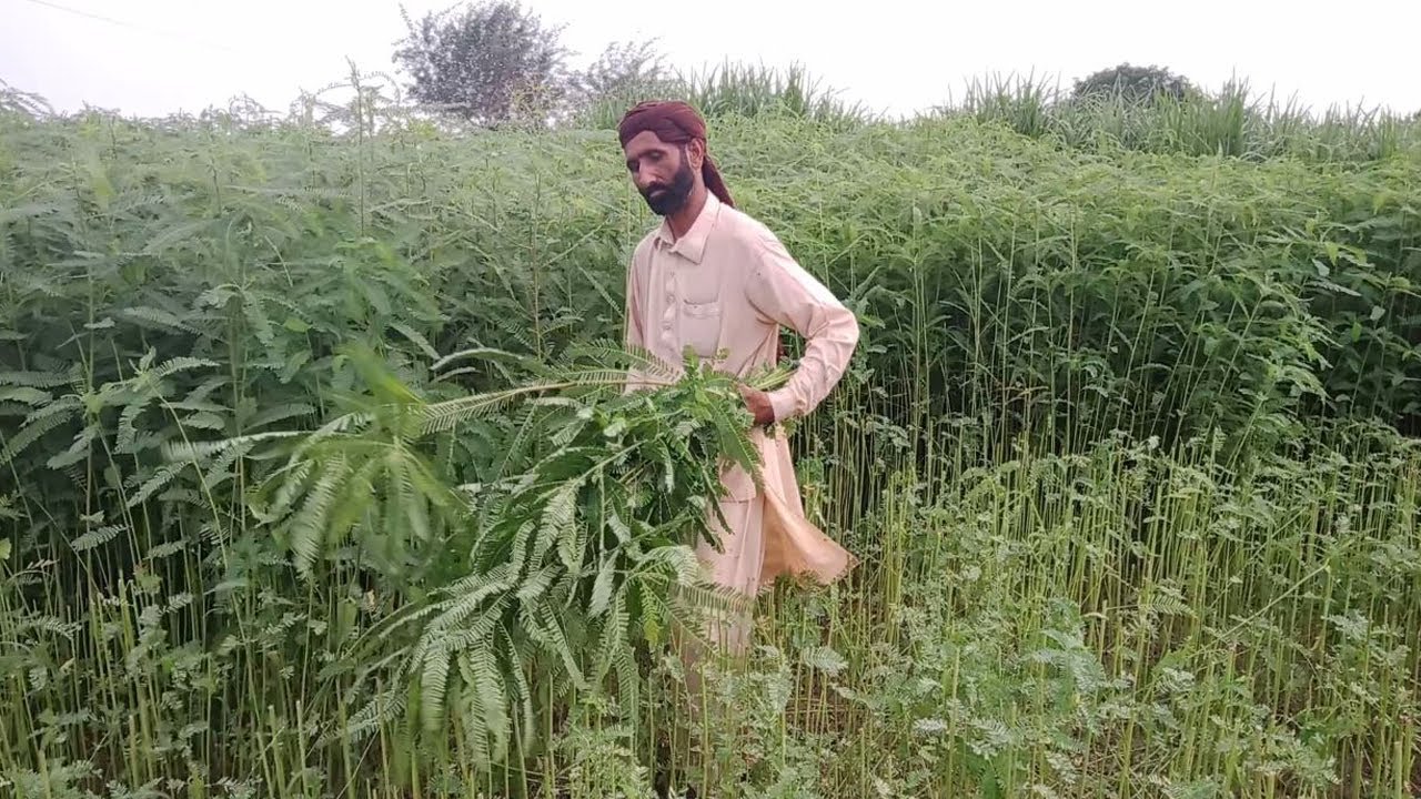 Jantar ki kasht in pakistan | بکریاں واسطے جنتر | Bapu Zimidar