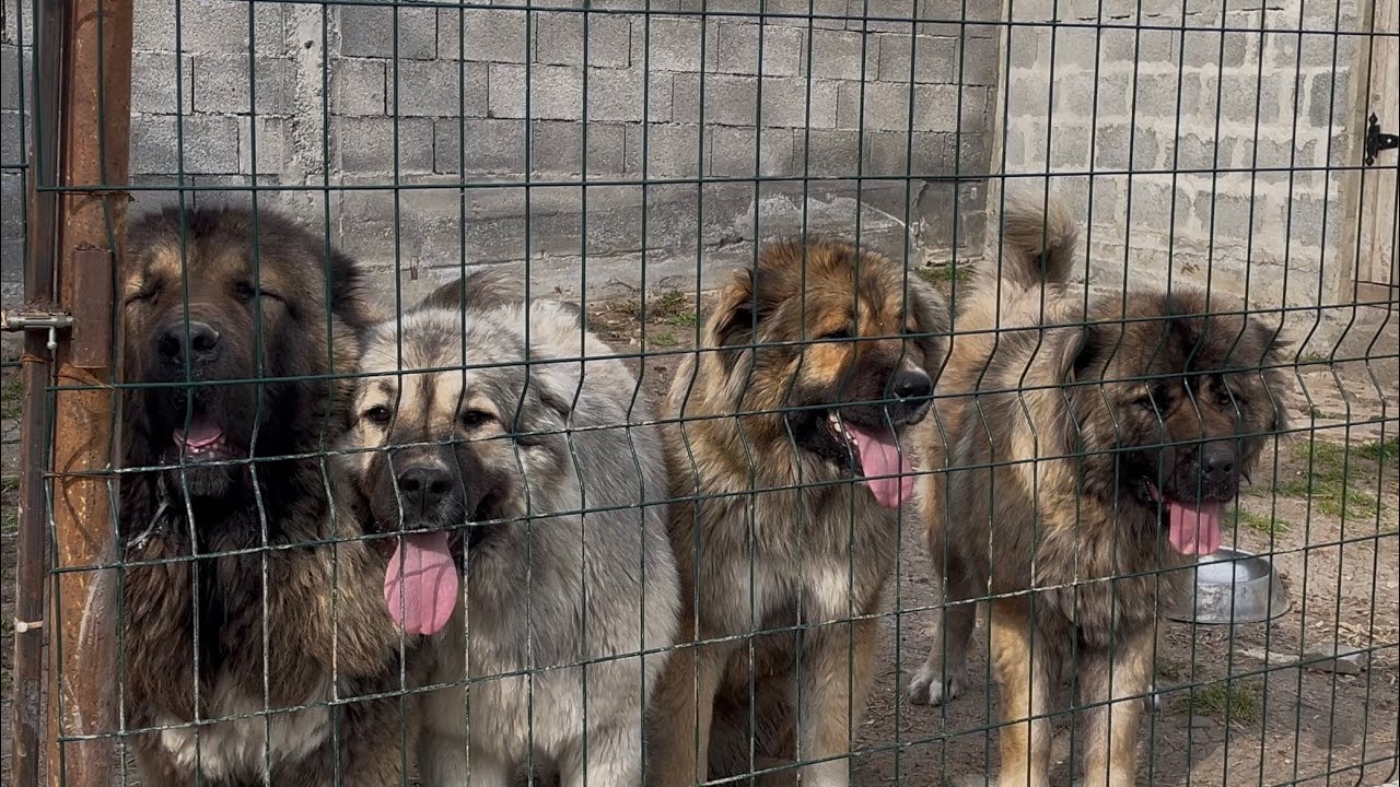 Caucasian shepherd #caucasianshepherd #caucasianovcharka #dog #animals #caucasianshepherddog #video