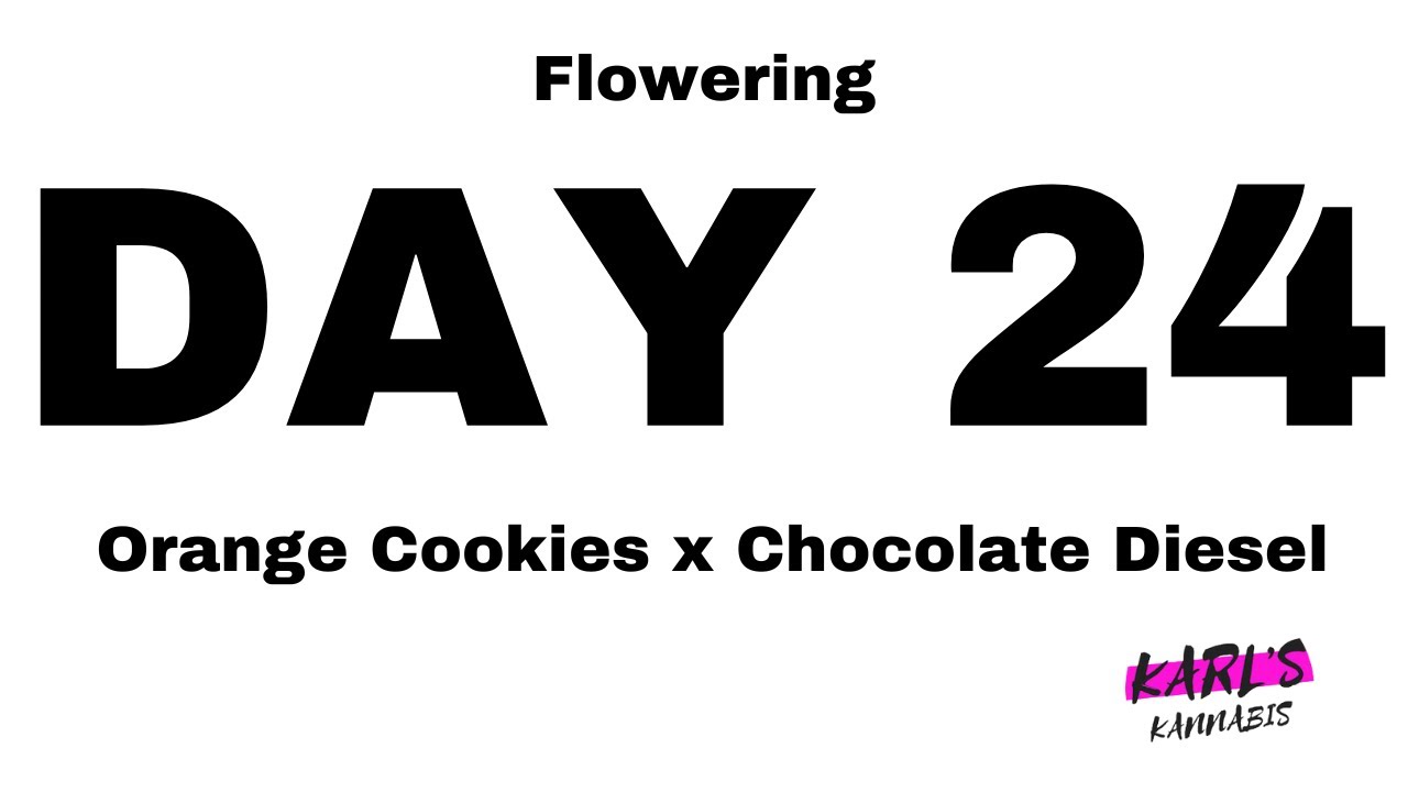 🌸  Flowering Day 24 Progress: Exploring Orange Cookies x Chocolate Diesel Cannabis Strain! 🌿