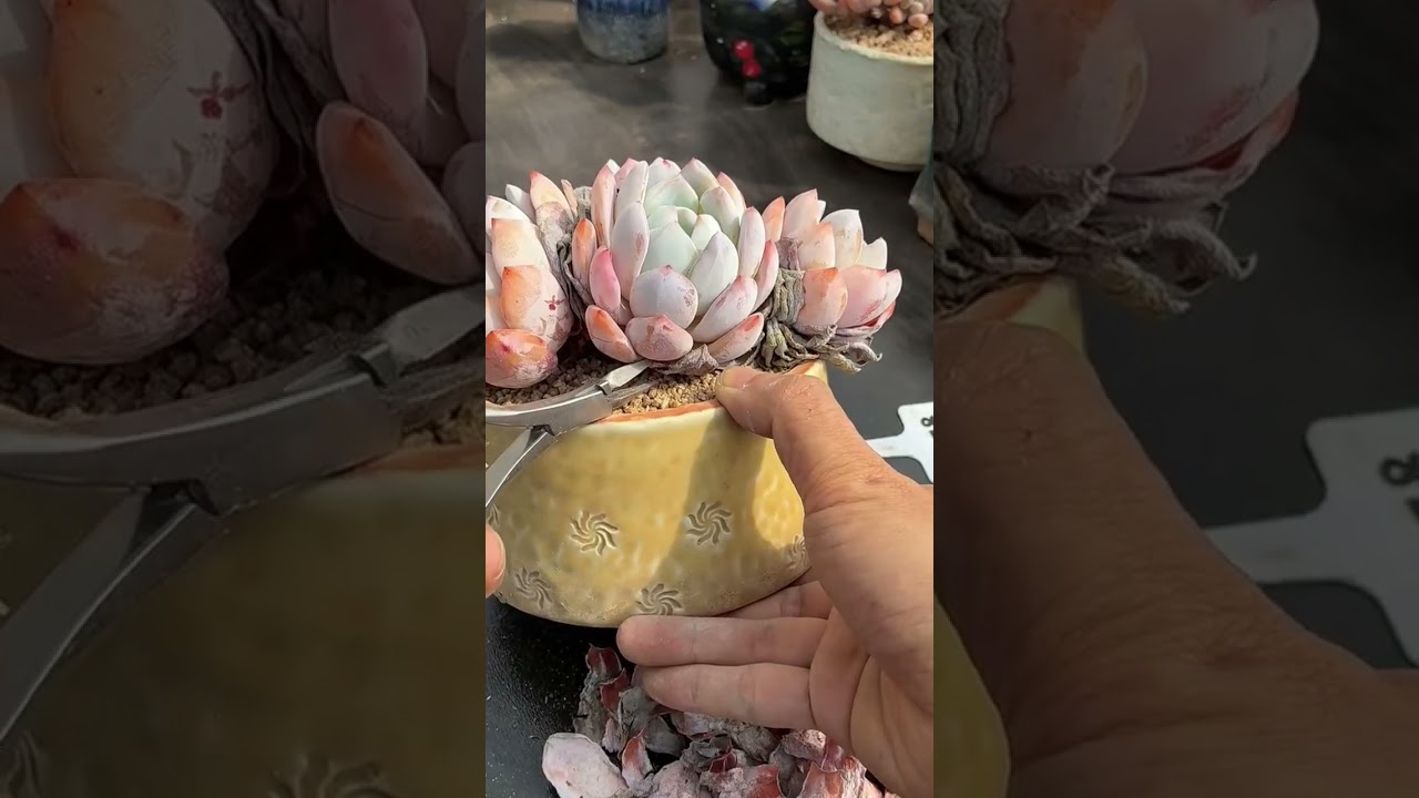 Succulent Drainage Tips | Prevent Root Rot in Indoor Succulents