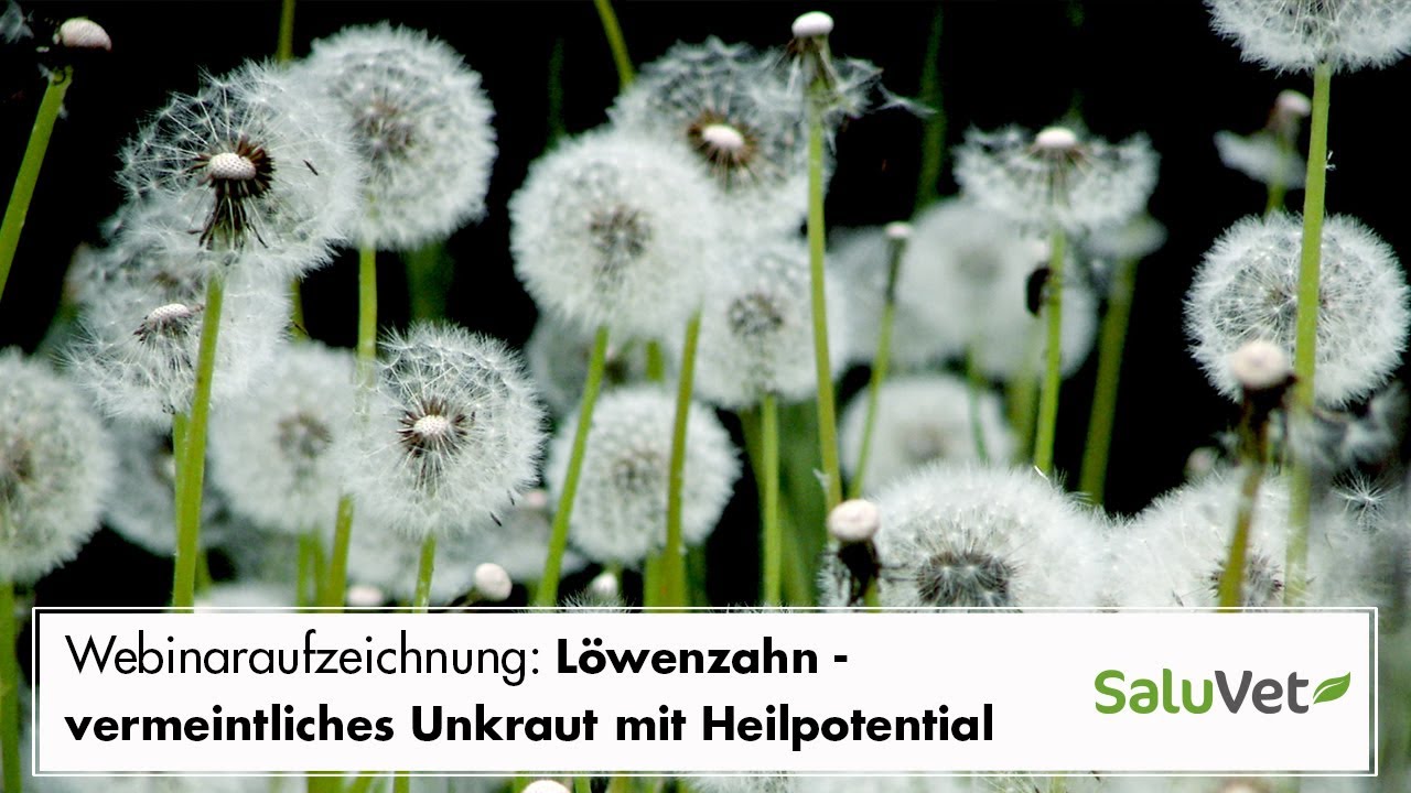 Löwenzahn - vermeintliches Unkraut mit Heilpotential