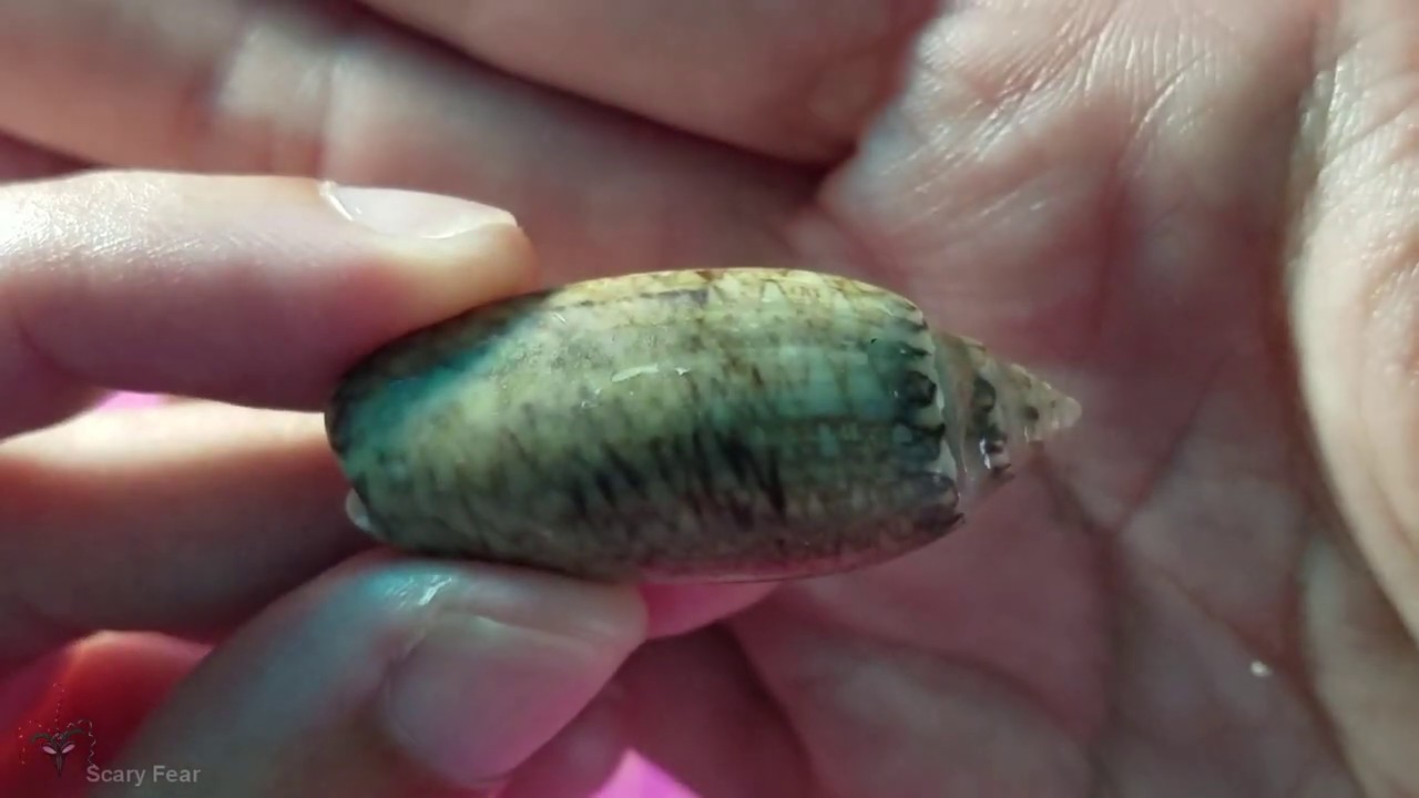 Treasure Island Beach Shelling