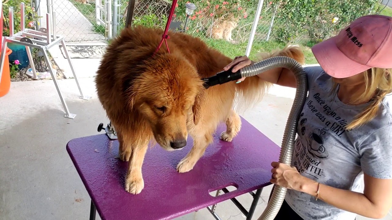How To: Grooming Adult Show Golden