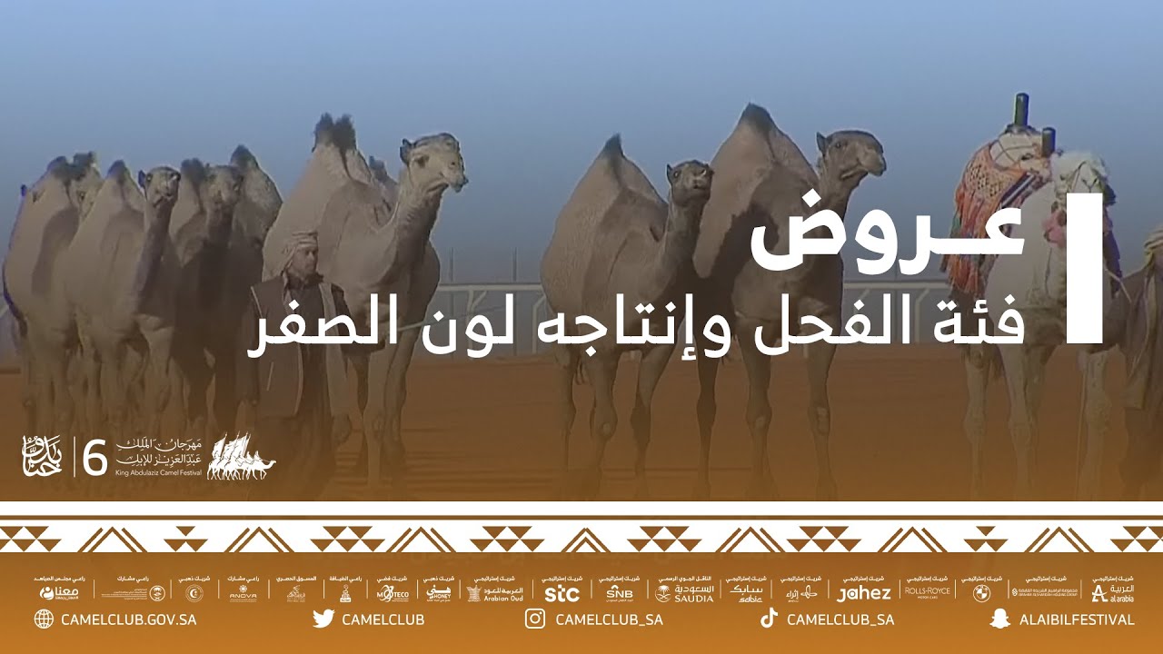 📹 عروض فئة الفحل المنتج لون ( الصفر )