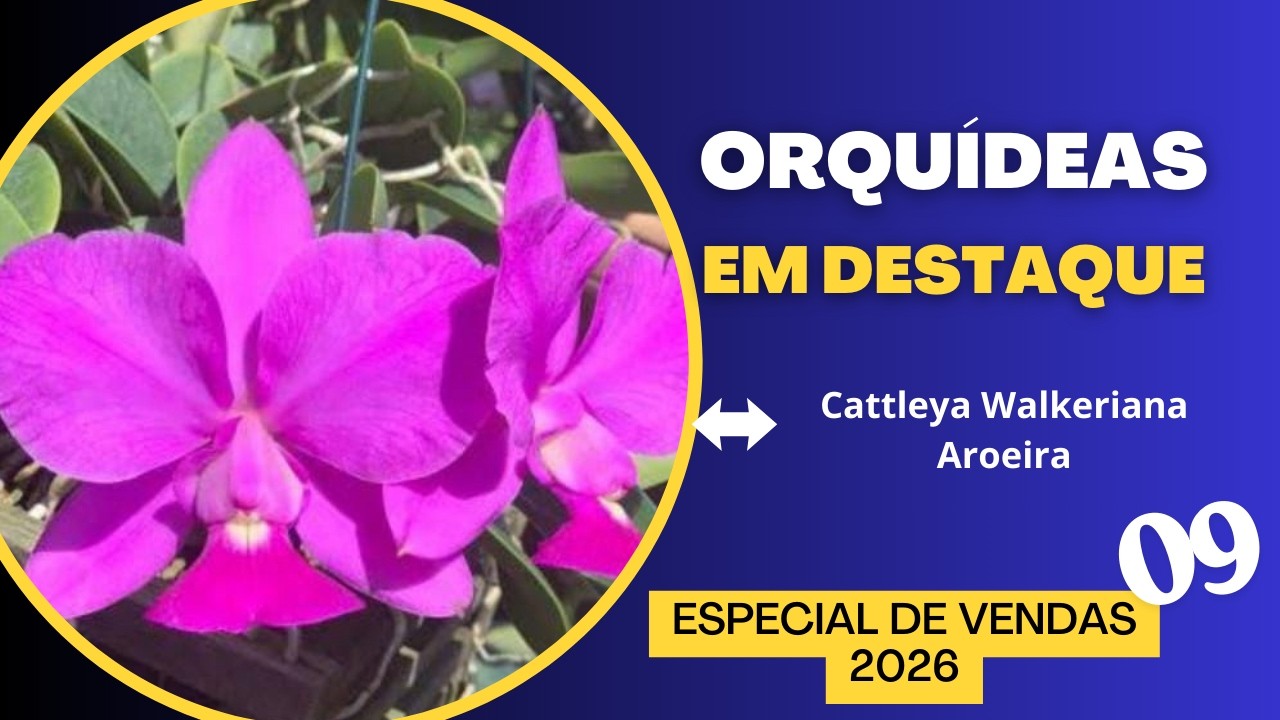 ORQUÍDEAS EM DESTAQUE - Espeial de Vendas 09 - 2026 - CATTLEYA WALKERIANA AROEIRA.