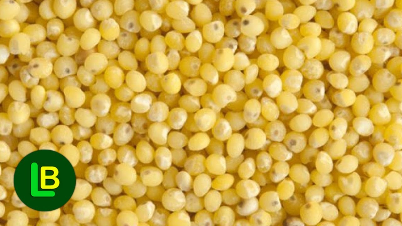 KAKO SPREMITI PROSO - žitarica bez glutena