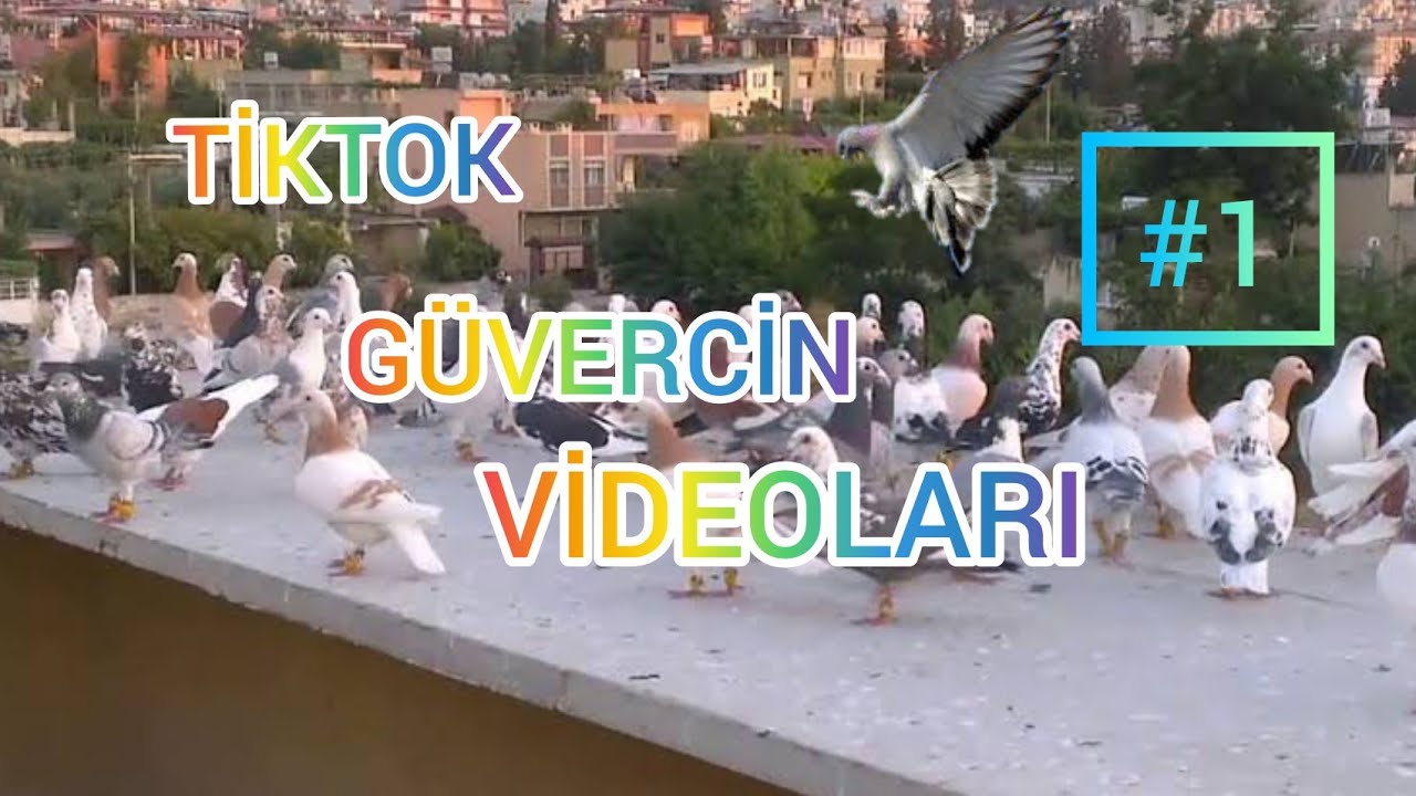 TİKTOK GÜVERCİN VİDEOLARI #1