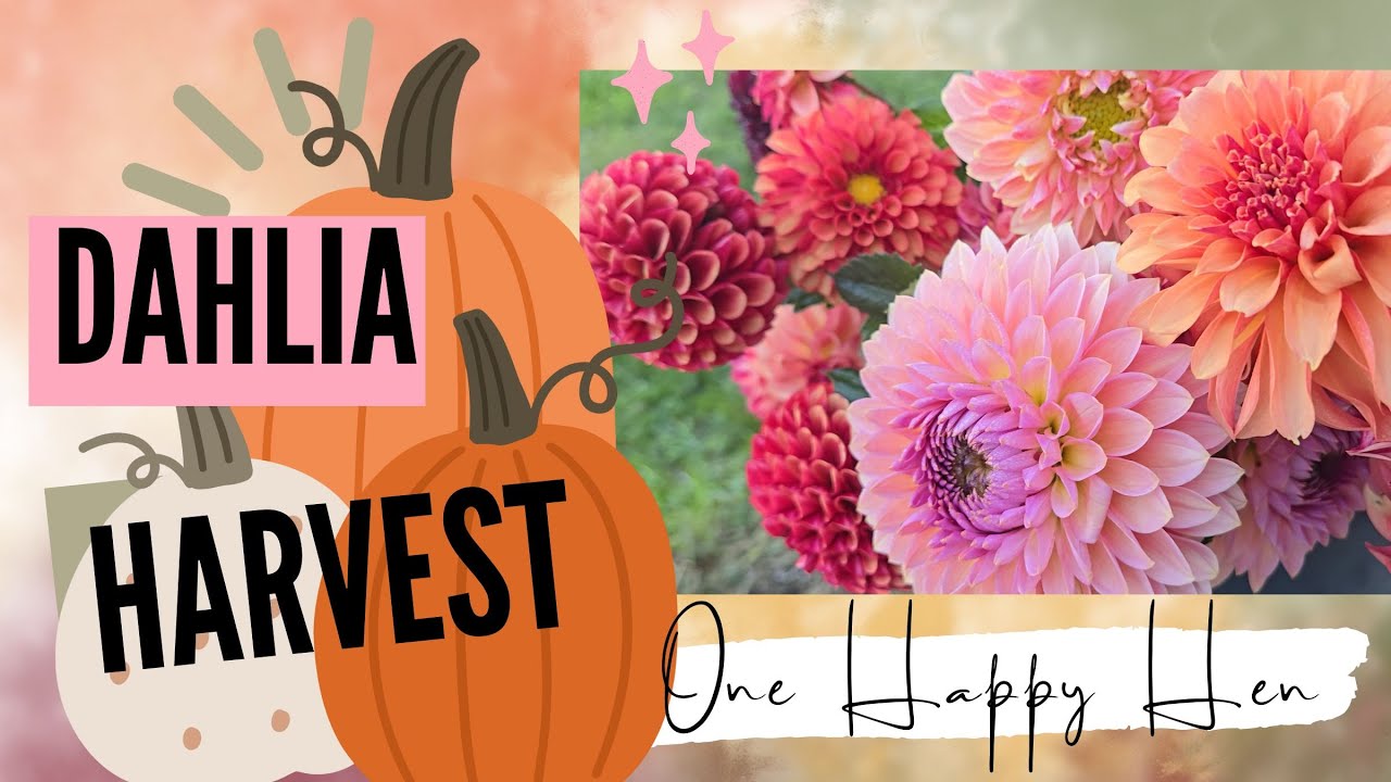 Fall Dahlia Bucket