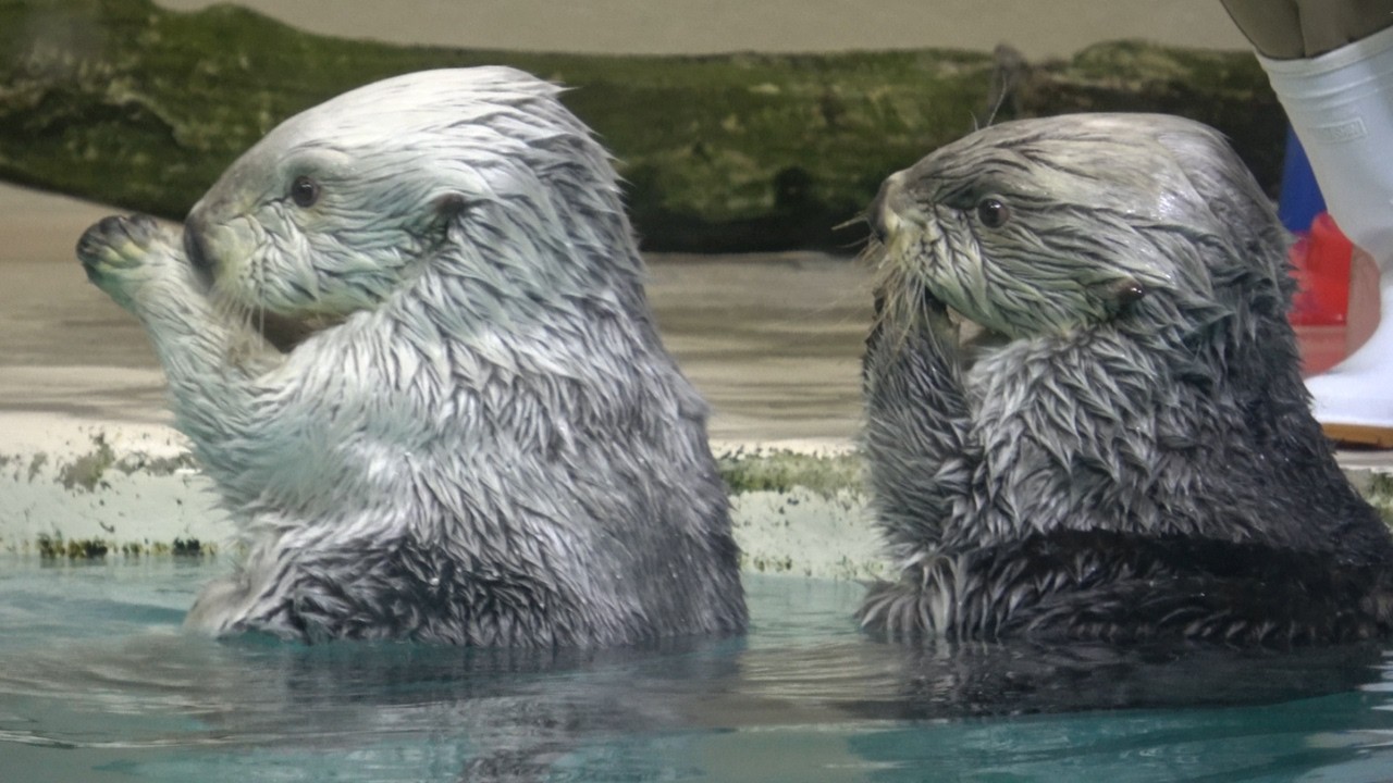 【ラッコ】鳥羽水族館メイちゃんキラちゃん２人でポージング 可愛く撮ってね