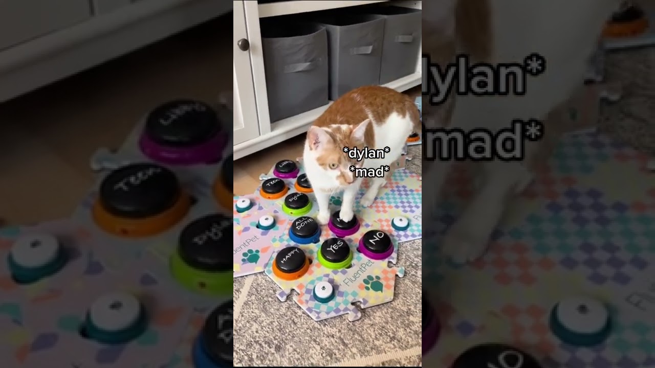 My Cat Is A Momma&rsquo;s Boy!!! | CatManJohn