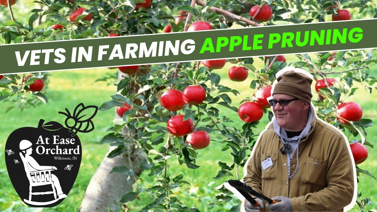 Vets IN Farming Apple Pruning