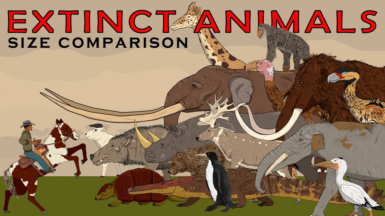 Random Extinct Animals Size Comparison Vol.3 (Dire wolf, Daeodon, Mammoths, Rhinos, Terror birds)
