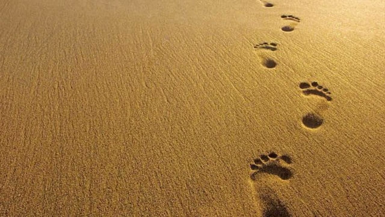 Order My Steps 