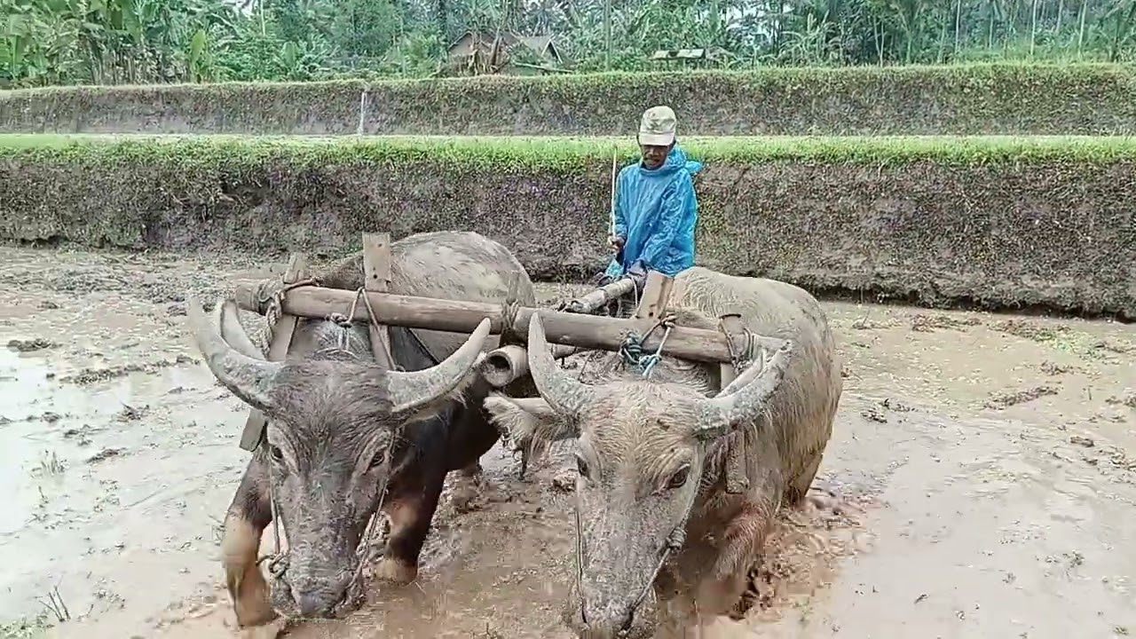 Membajak sawah dgan cara manual..