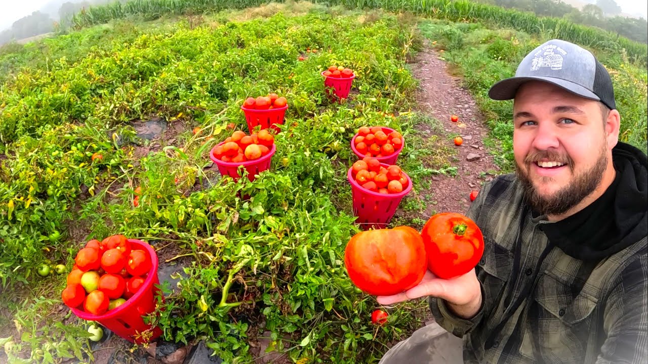 TOMATO HARVEST WHAT HAS HAPPENED
