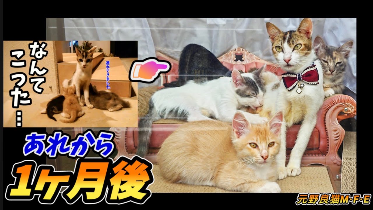【あれから1ヶ月後】続・野良猫の恩返し