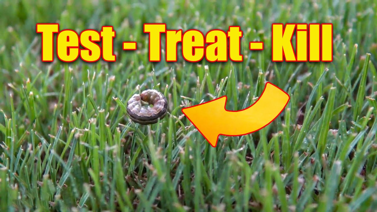 Lawn Armyworms How to Test, Treat and Kill Them