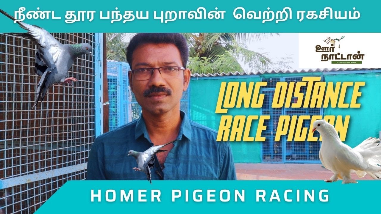 புறாவுக்கு இது கூண்டு இல்ல வீடு |Long Distantce Race Pigeon | Oor Naattan