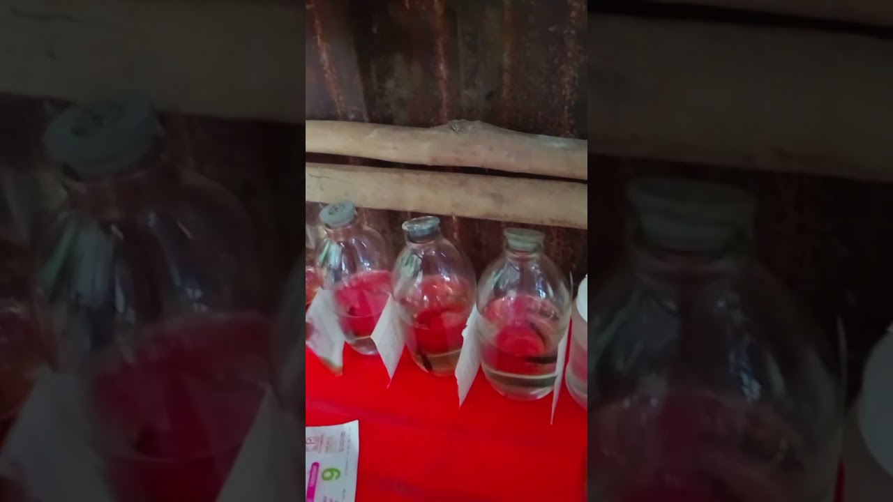Cá lia thia đồng ae nào thít thì alo mình nhé sđt 0833256110