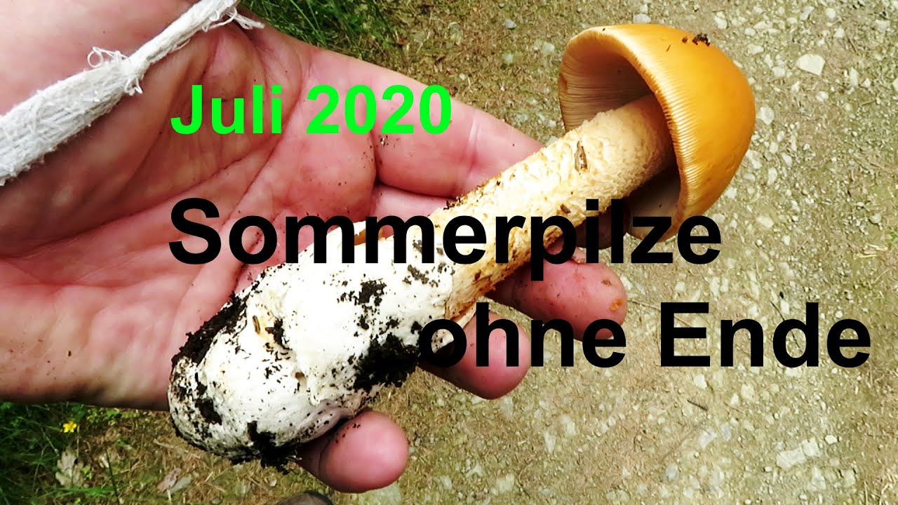 Juli 2020-Sommerpilze ohne Ende