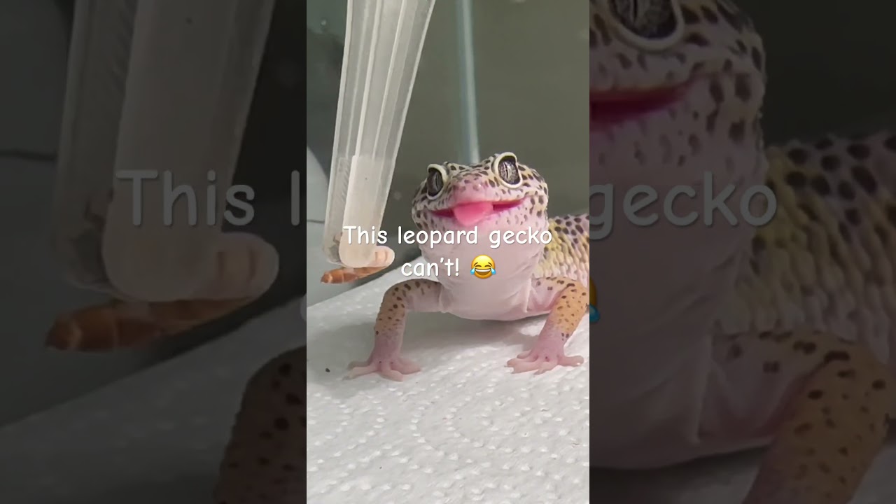 Wild anole vs leopard gecko!