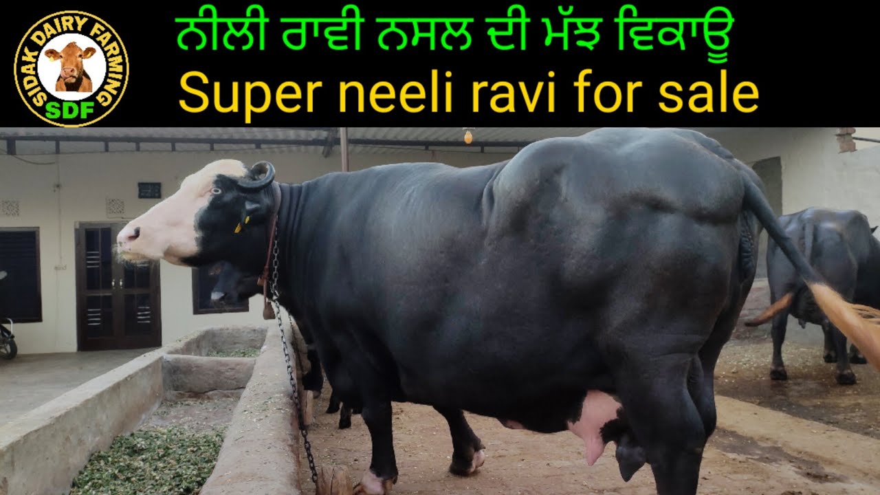 Two buffaloes for sale in punjab, 2 ਮੱਝਾਂ ਵਿਕਾਊ, ਇੱਕ ਨੀਲੀ ਰਾਵੀ ਨਸਲ ਦੀ